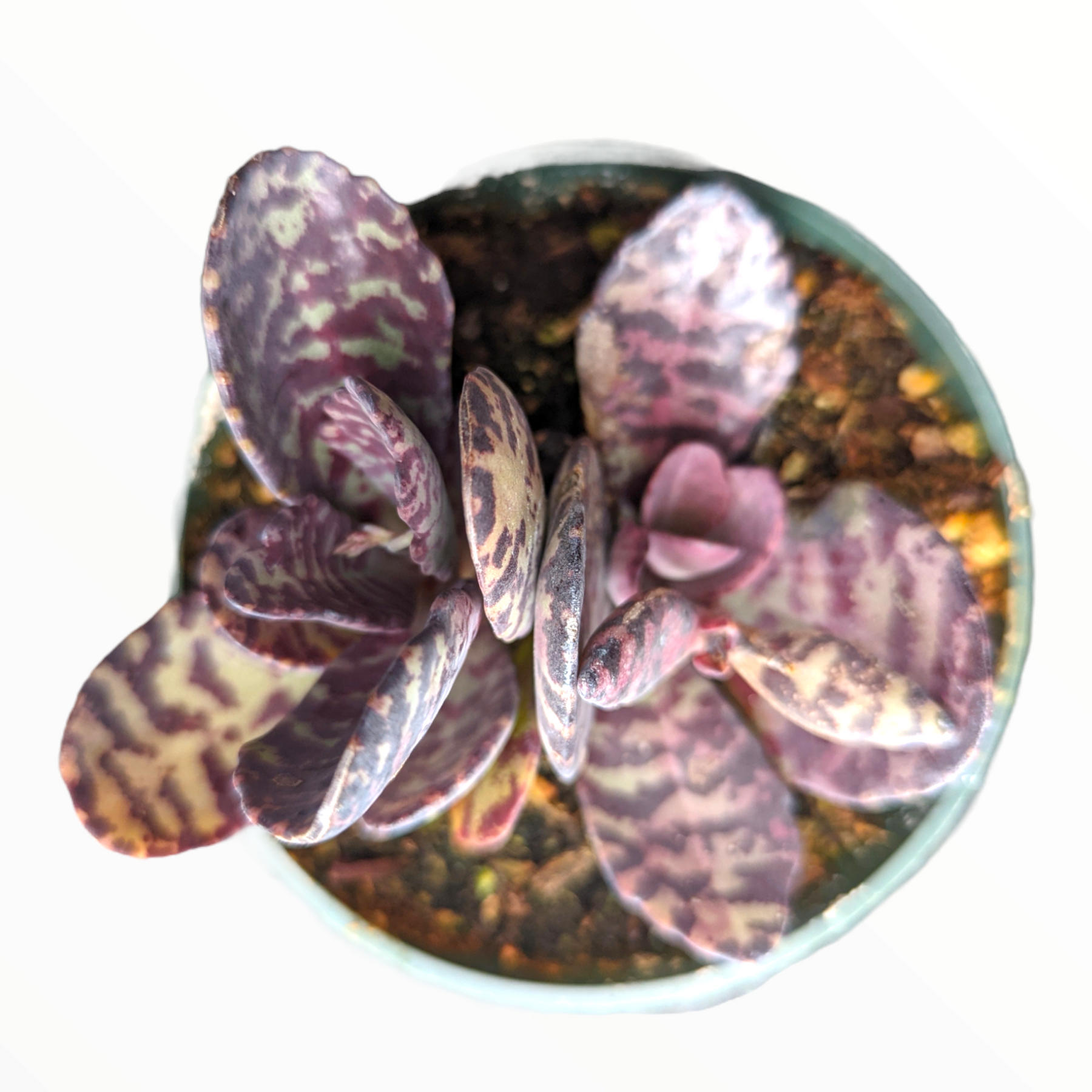 humilis succulent Kalanchoe humilis 'Desert Surprise' -
