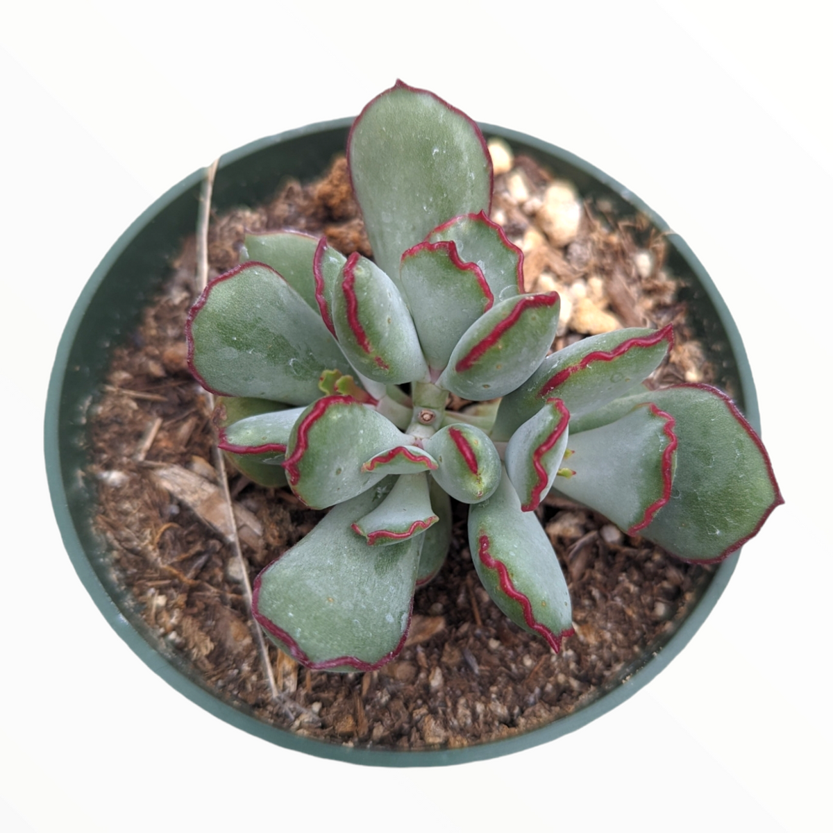 Cotyledon 'Choco Line'