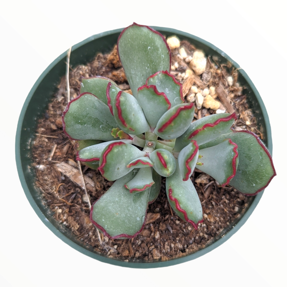 Cotyledon 'Choco Line'