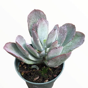 frostbite aloe vera plant Cotyledon orbiculata 'Frostbite'