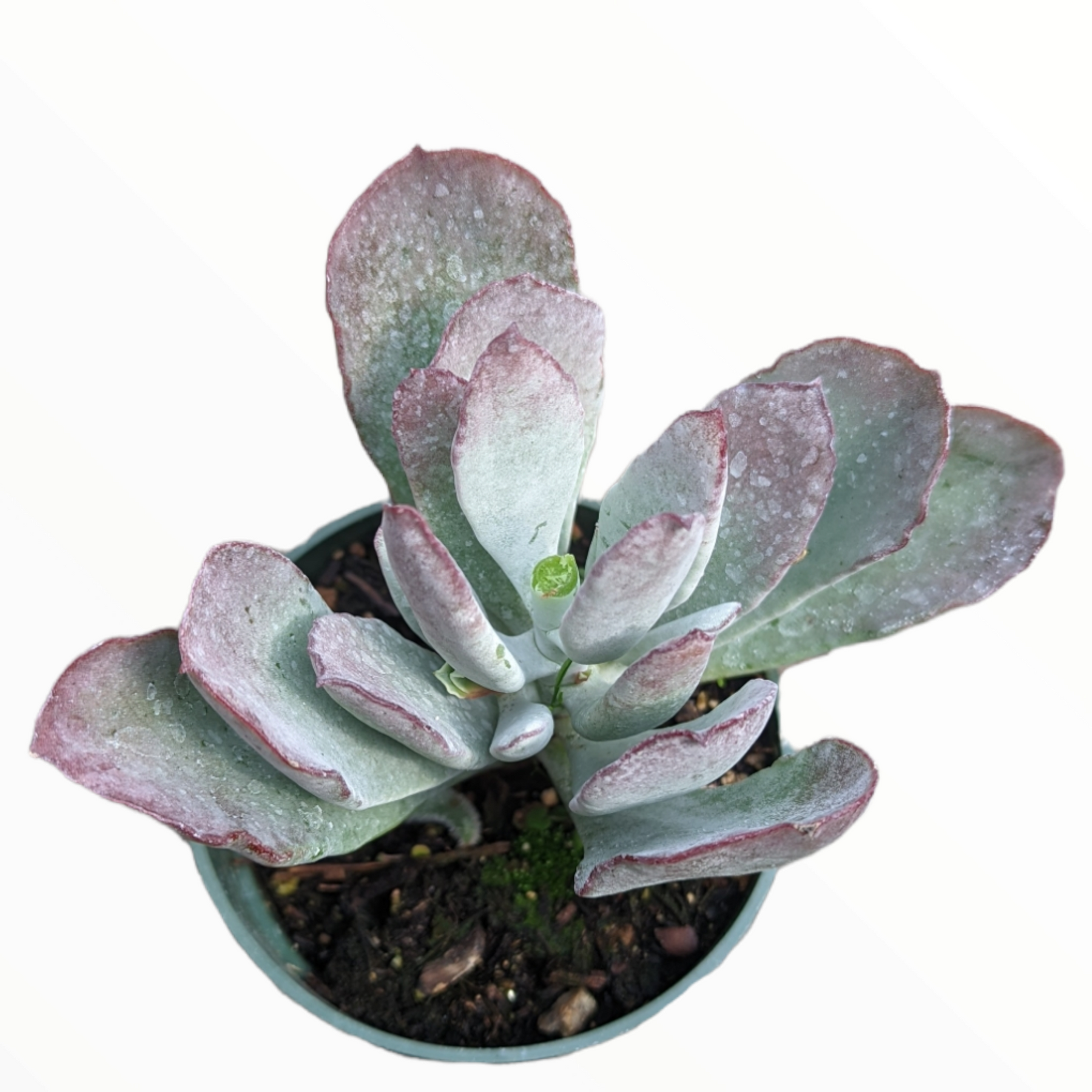 frostbite succulent Cotyledon orbiculata 'Frostbite' -