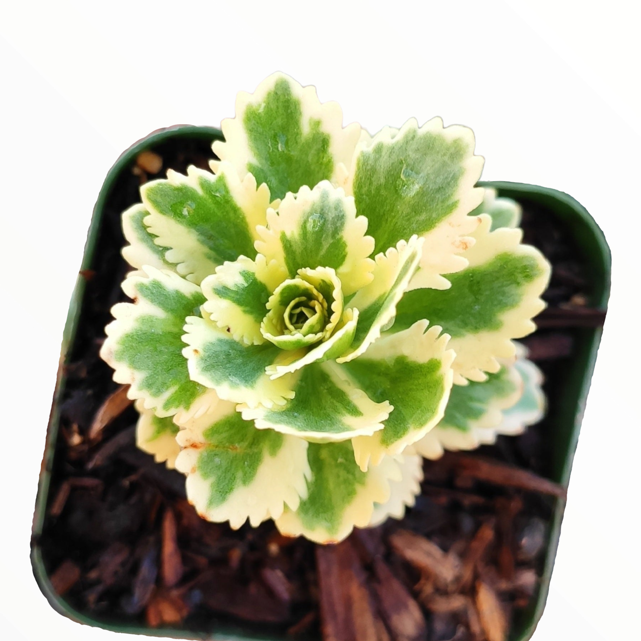 sedum atlantis succulent Sedum takesimense Atlantis Variegated 2 Inch #A