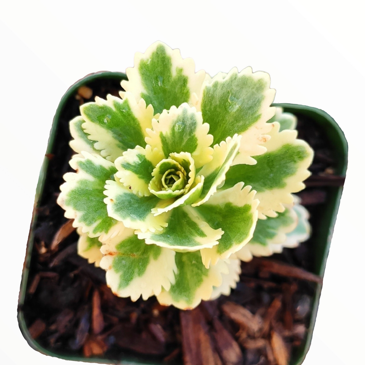 Sedum takesimense Atlantis™ Variegated