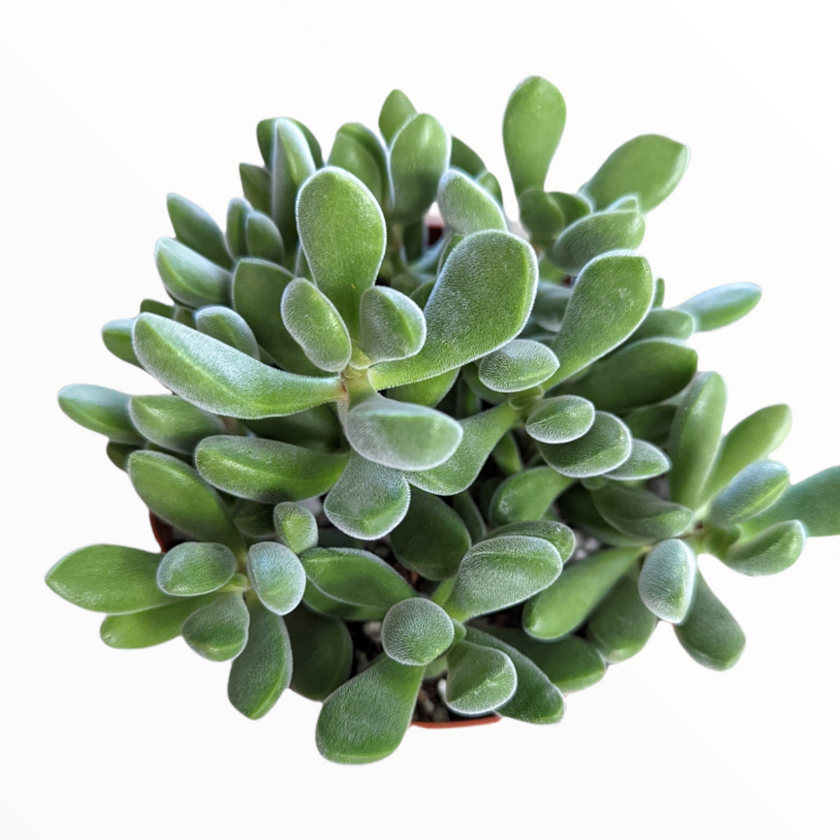 Crassula congesta 'Green Beans'