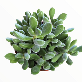 string bean succulent Crassula congesta 'Green Beans' 4 Inch