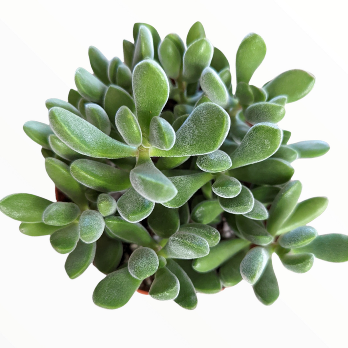 Crassula congesta 'Green Beans'