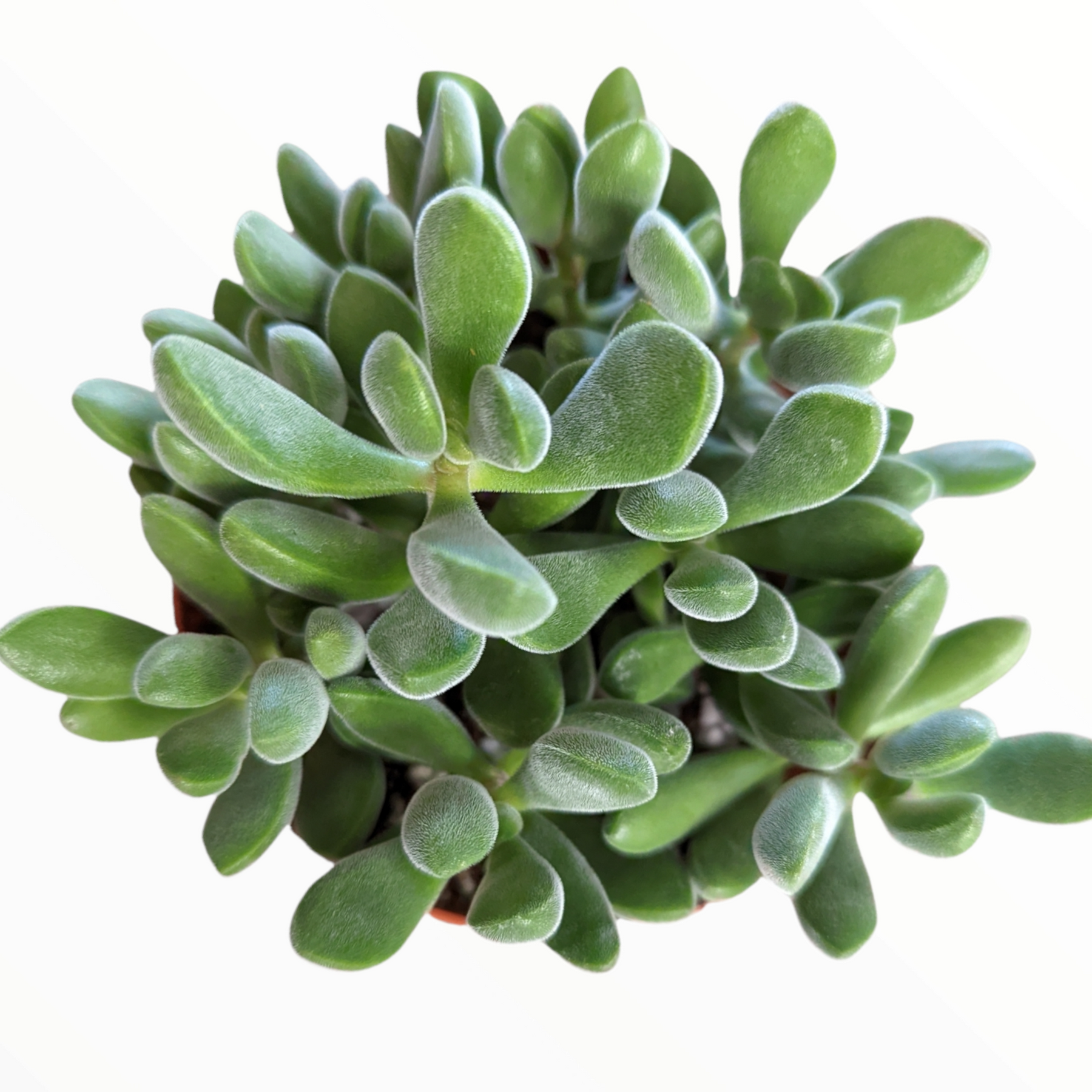 green bean succulent care Crassula congesta 'Green Beans' 4 Inch