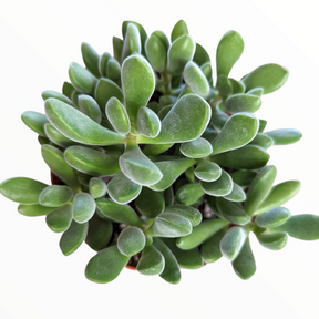 succulent that looks like a green bean Crassula congesta 'Green Beans' 4 Inch