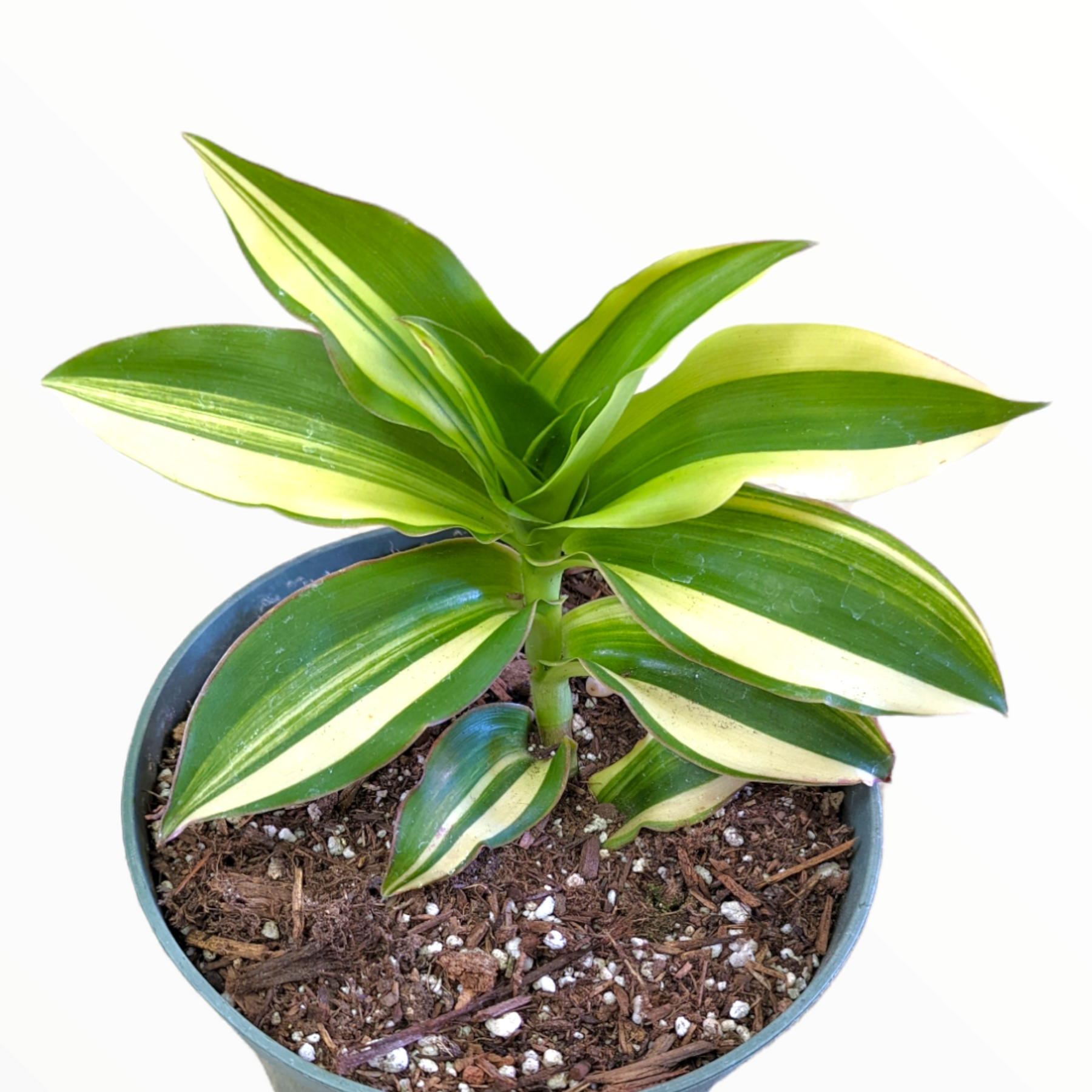 Callisia Soconuscensis variegata