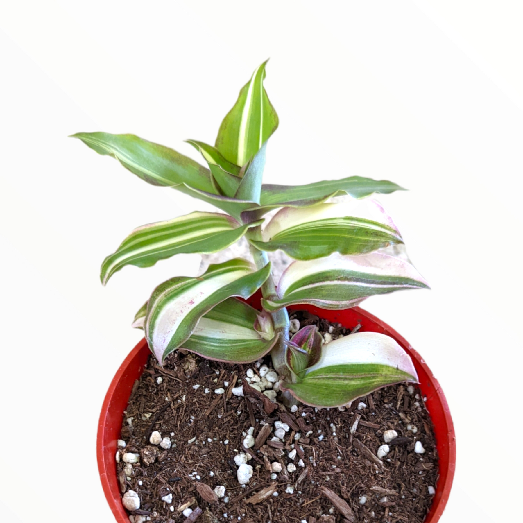 Callisia Soconuscensis variegata