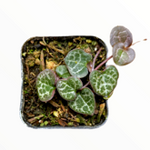 Ceropegia woodii String of Hearts - Succulents Depot