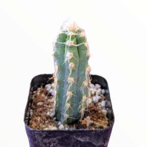 Pilosocereus cephalocereus palmeri