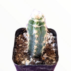 Pilosocereus cephalocereus palmeri