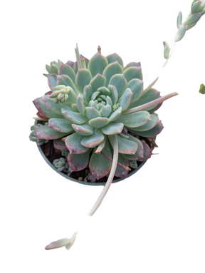 Echeveria Prolifica