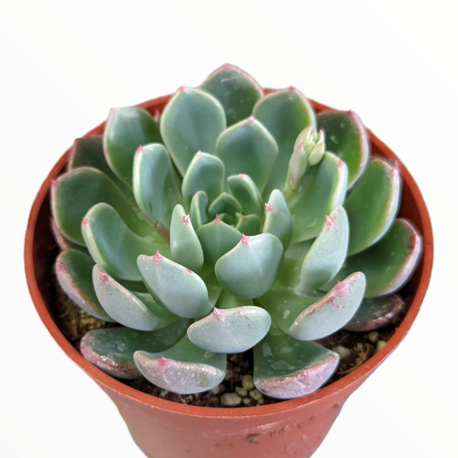succulents honolulu Echeveria Nanahukumini