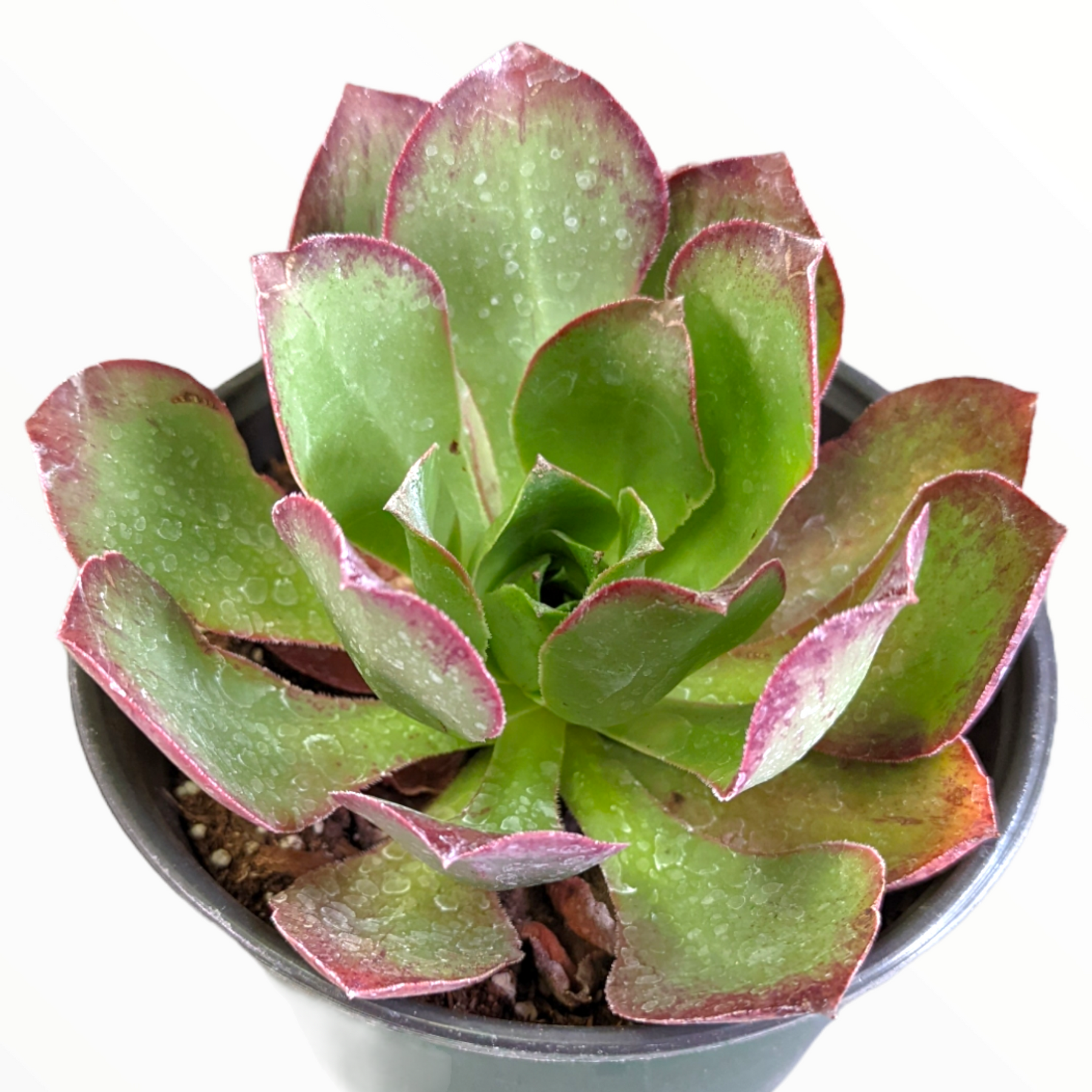 red and green leaf succulent Aeonium Akafuji 'Red Fuji' 4 Inch #C