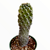 Opuntia rubescens 'Road Kill Cactus'