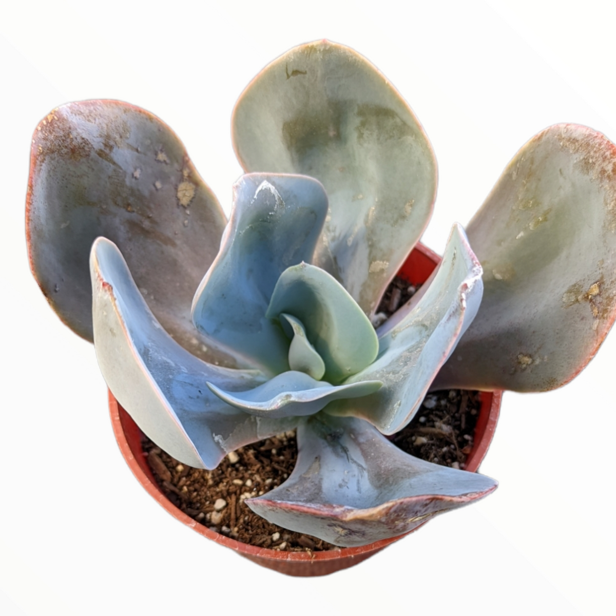 Echeveria 'Blue Dude'