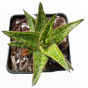 Gasteraloe 'Green Gold'