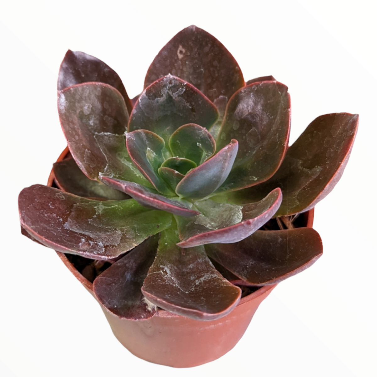 Echeveria 'Eliza'