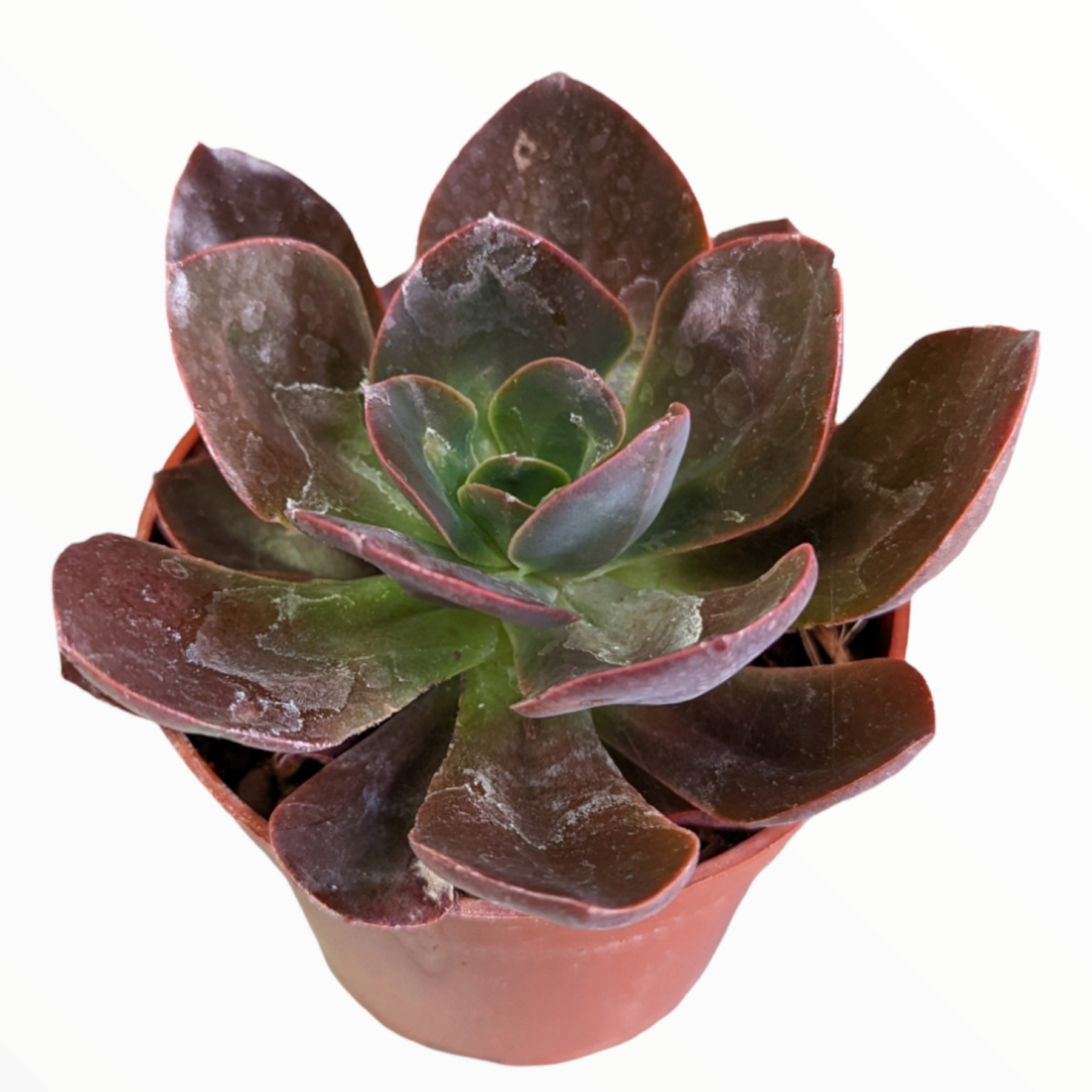 succulent e Echeveria 'Eliza' -