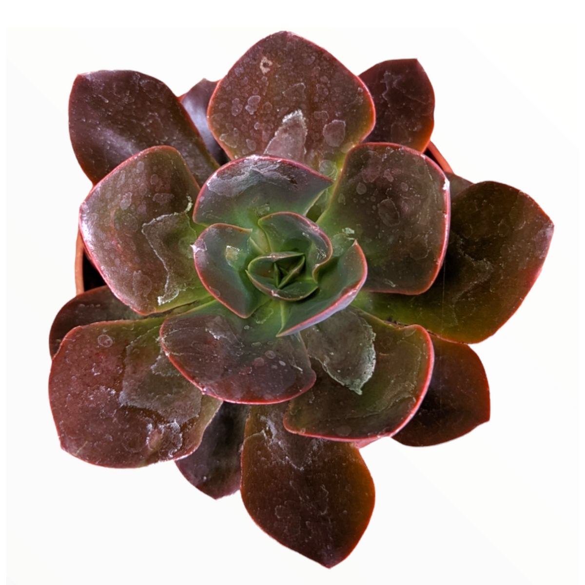 Echeveria 'Eliza'