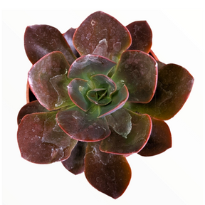 Echeveria 'Eliza'