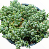 Cliff Cotyledon succulent, oval leaves with red tips.