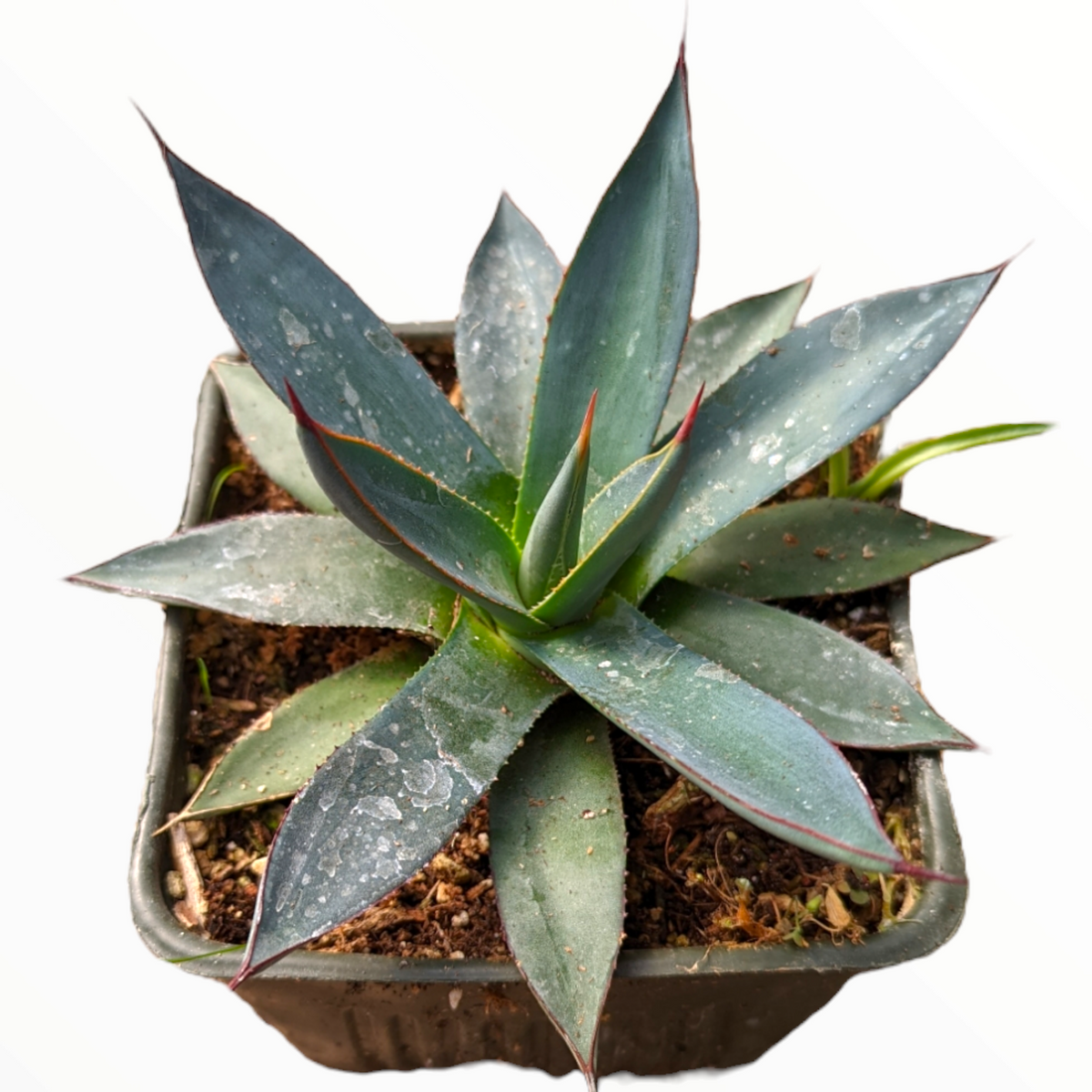 Agave 'Blue Glow'