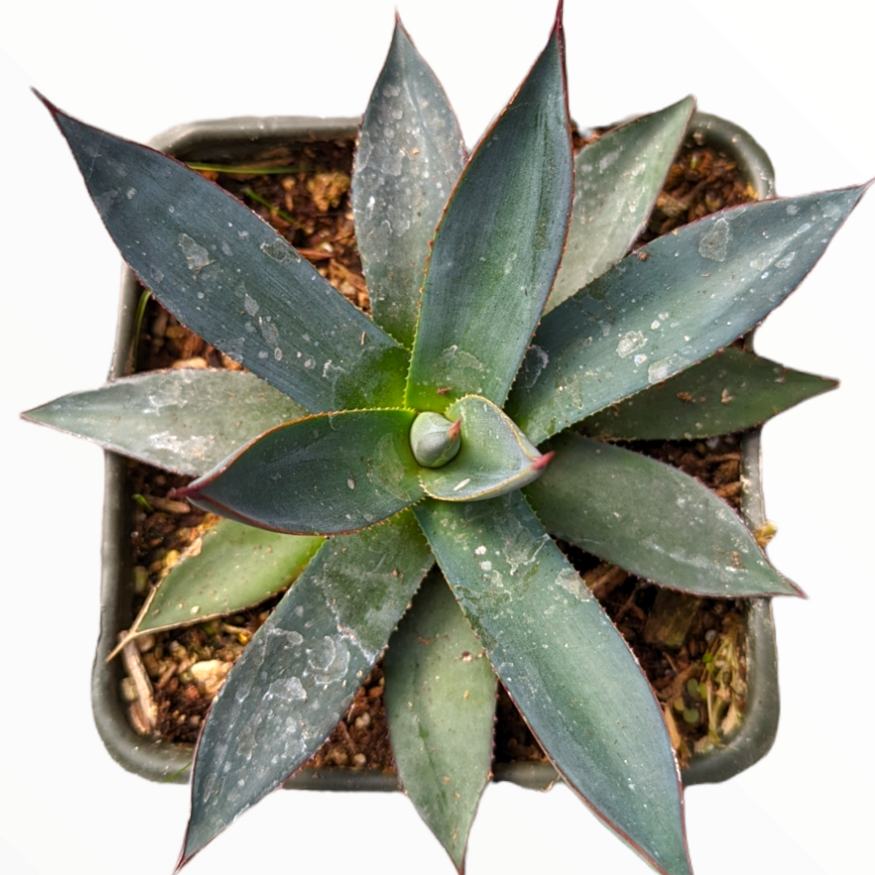 agave blue glow succulent Agave 'Blue Glow'