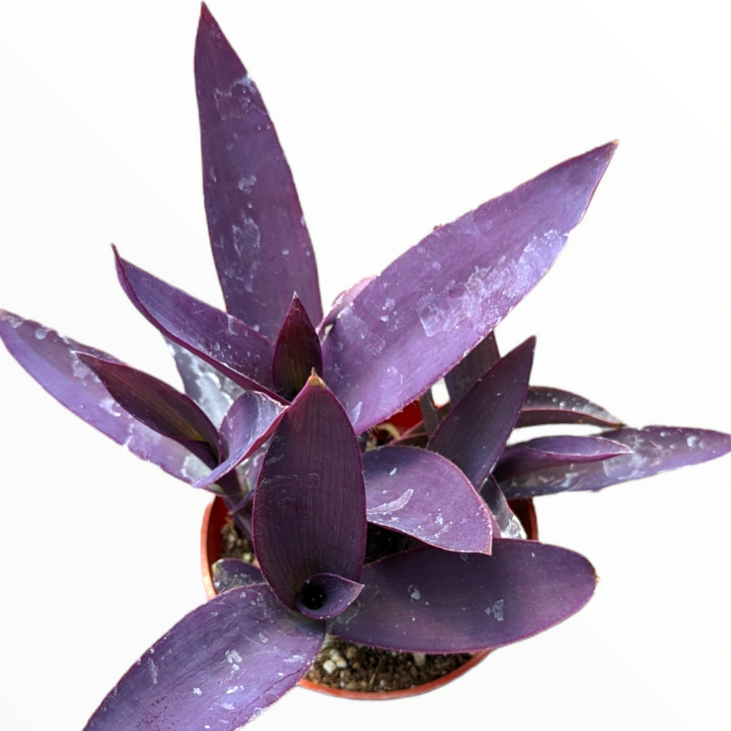 【希少】AVIATOR アビエーター バードハーネス パープル　紫　Lサイズ Tradescantia pallida 'Purpurea' Purple Heart Wandering Dude