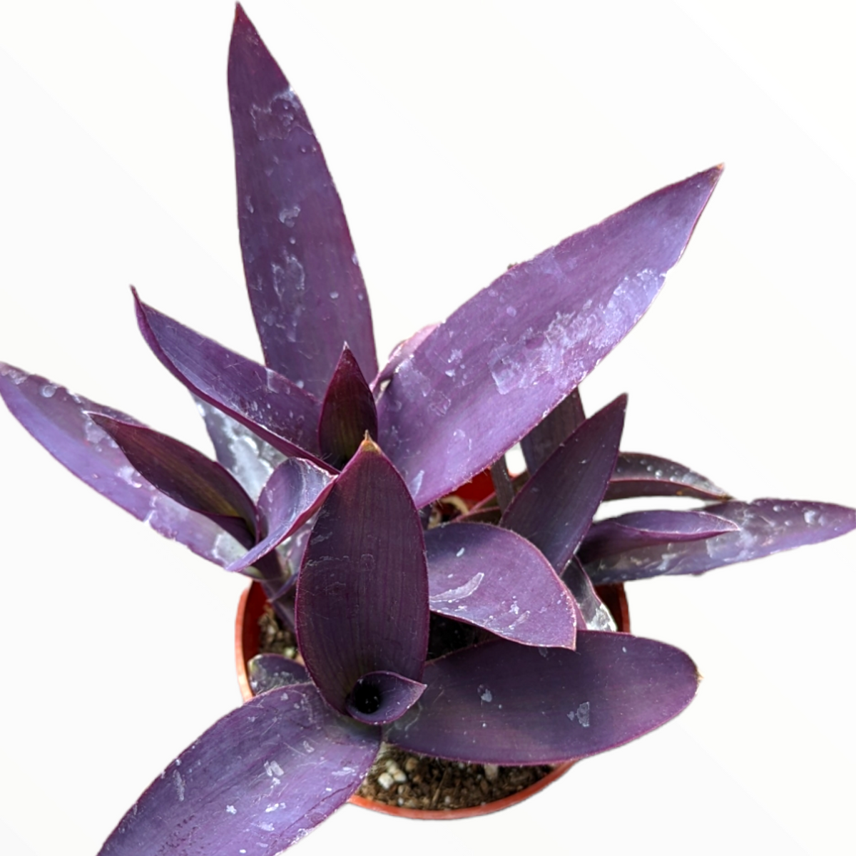 Tradescantia pallida 'Kartuz Giant' Purple Heart Wandering Dude