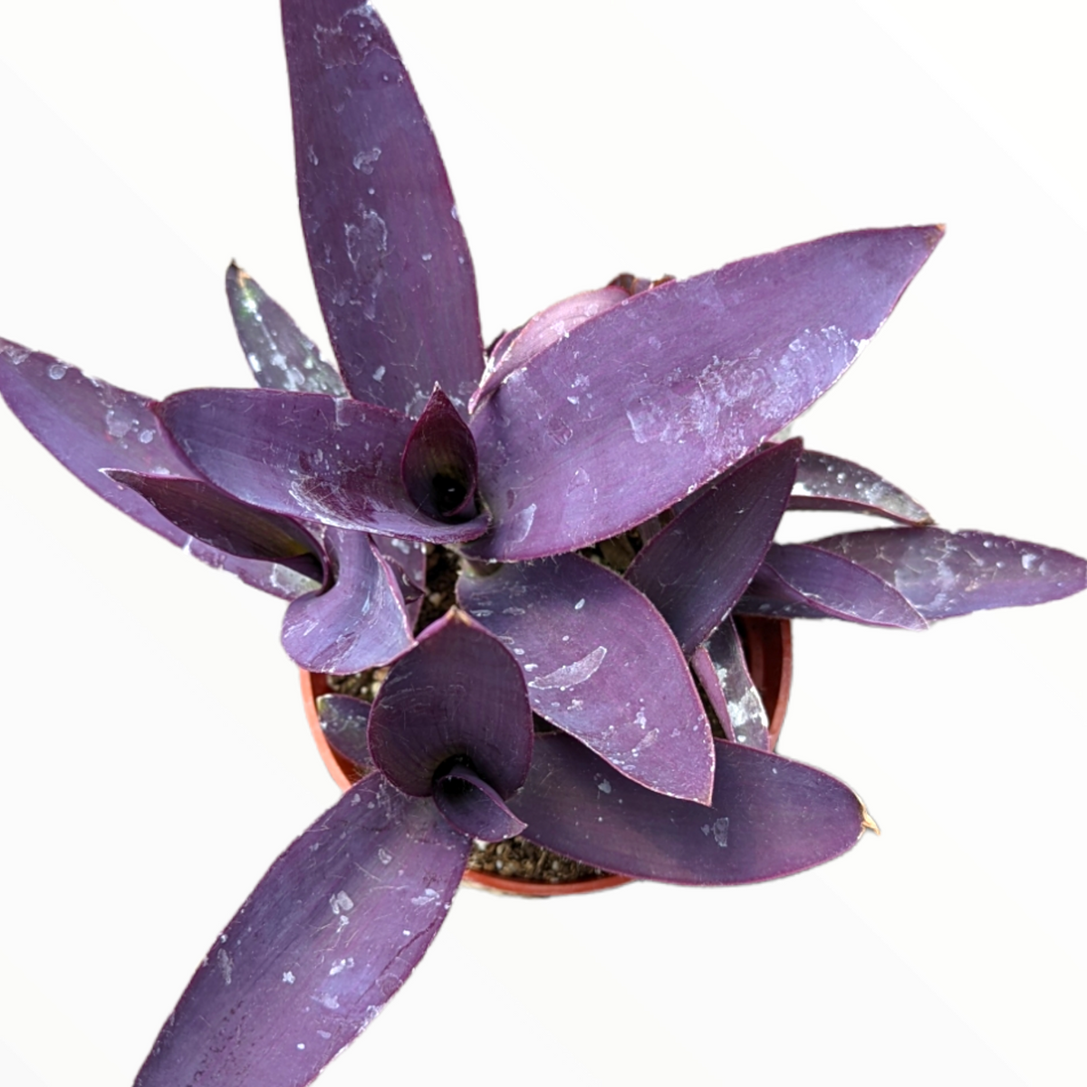 Tradescantia pallida 'Kartuz Giant' Purple Heart Wandering Dude