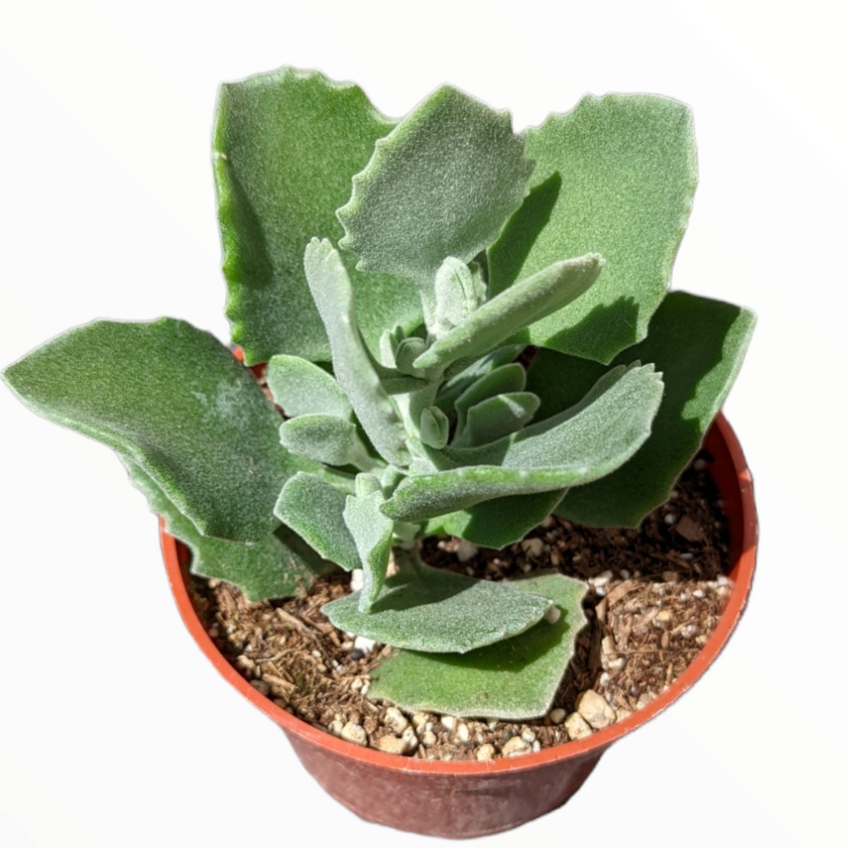 Kalanchoe millotii - Millot Kalanchoe