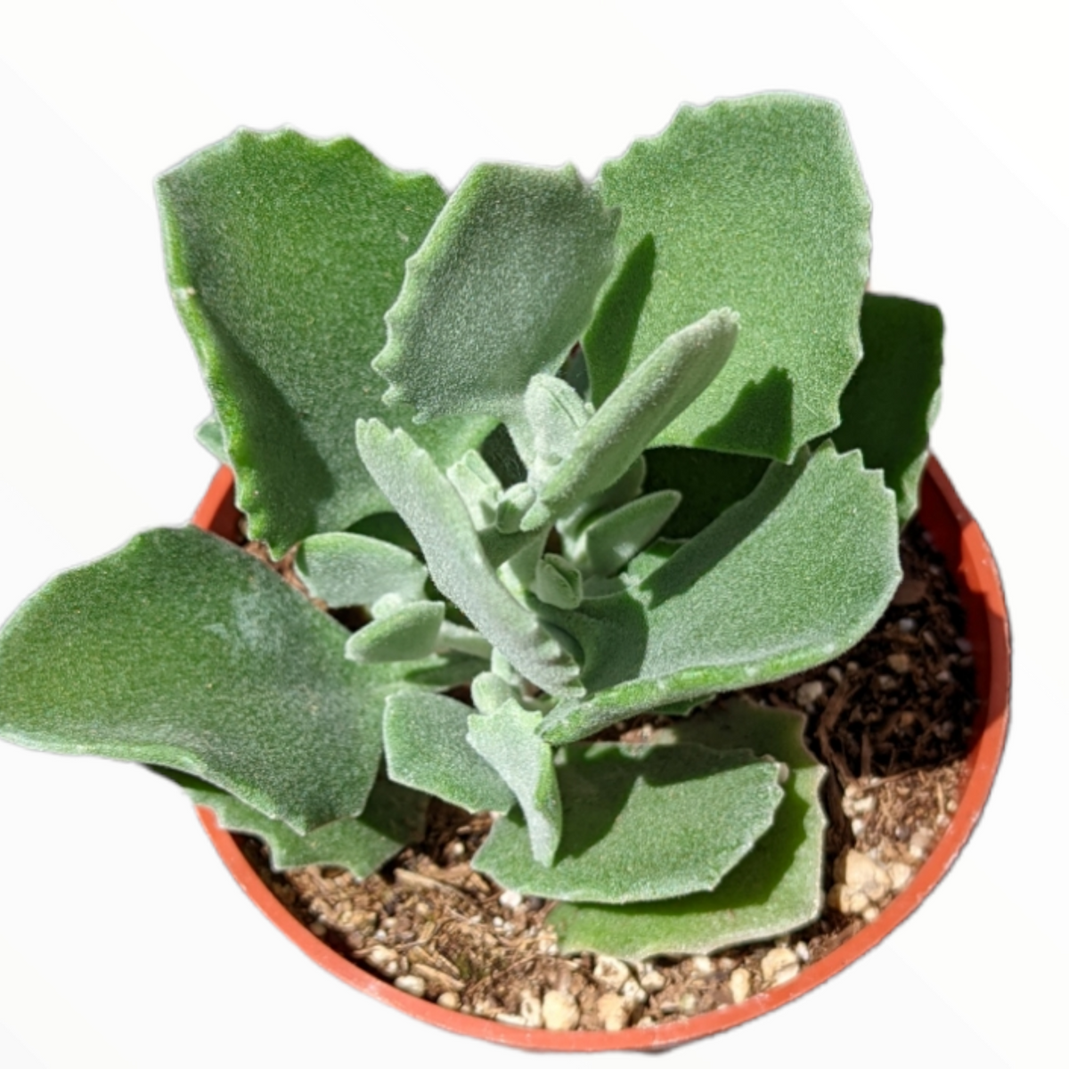 Kalanchoe millotii - Millot Kalanchoe