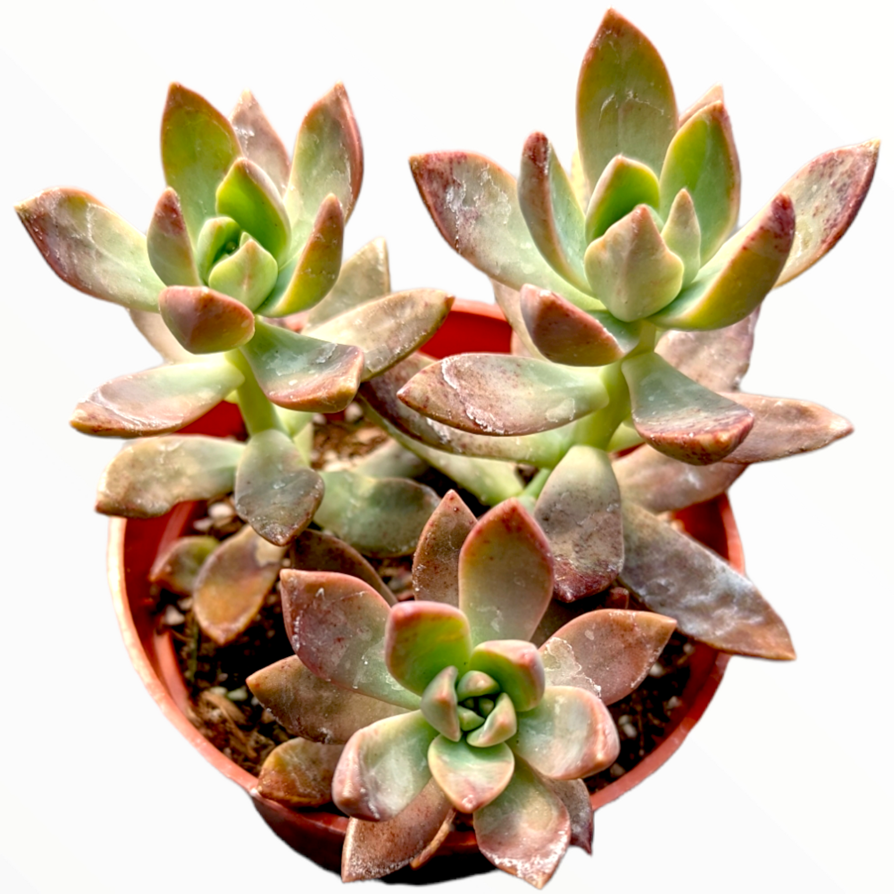 graptosedum california sunset succulent care Graptosedum 'California Sunset'