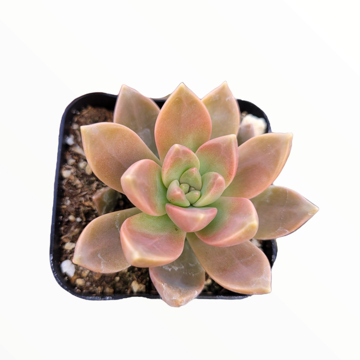 Graptosedum 'California Sunset'