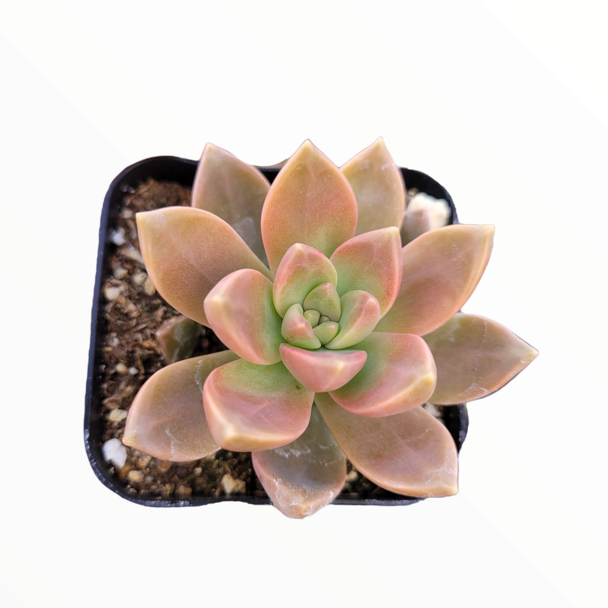 california sunset succulent propagation Graptosedum 'California Sunset'
