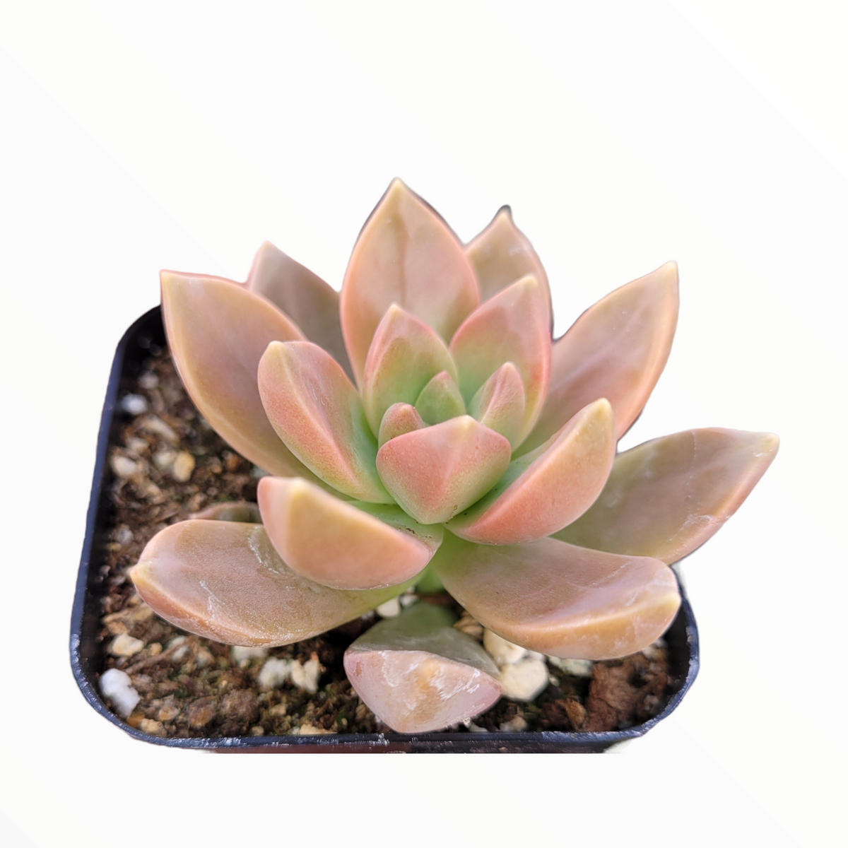 Graptosedum 'California Sunset'