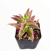 Crassula capitella 'Campfire' Variegata - Succulents Depot