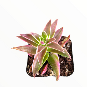 Crassula capitella 'Campfire' Variegata - Succulents Depot