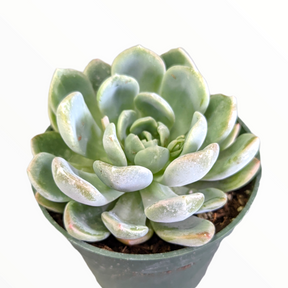 Echeveria secunda 'Aurora'