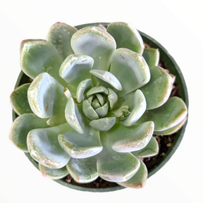 Echeveria secunda 'Aurora'