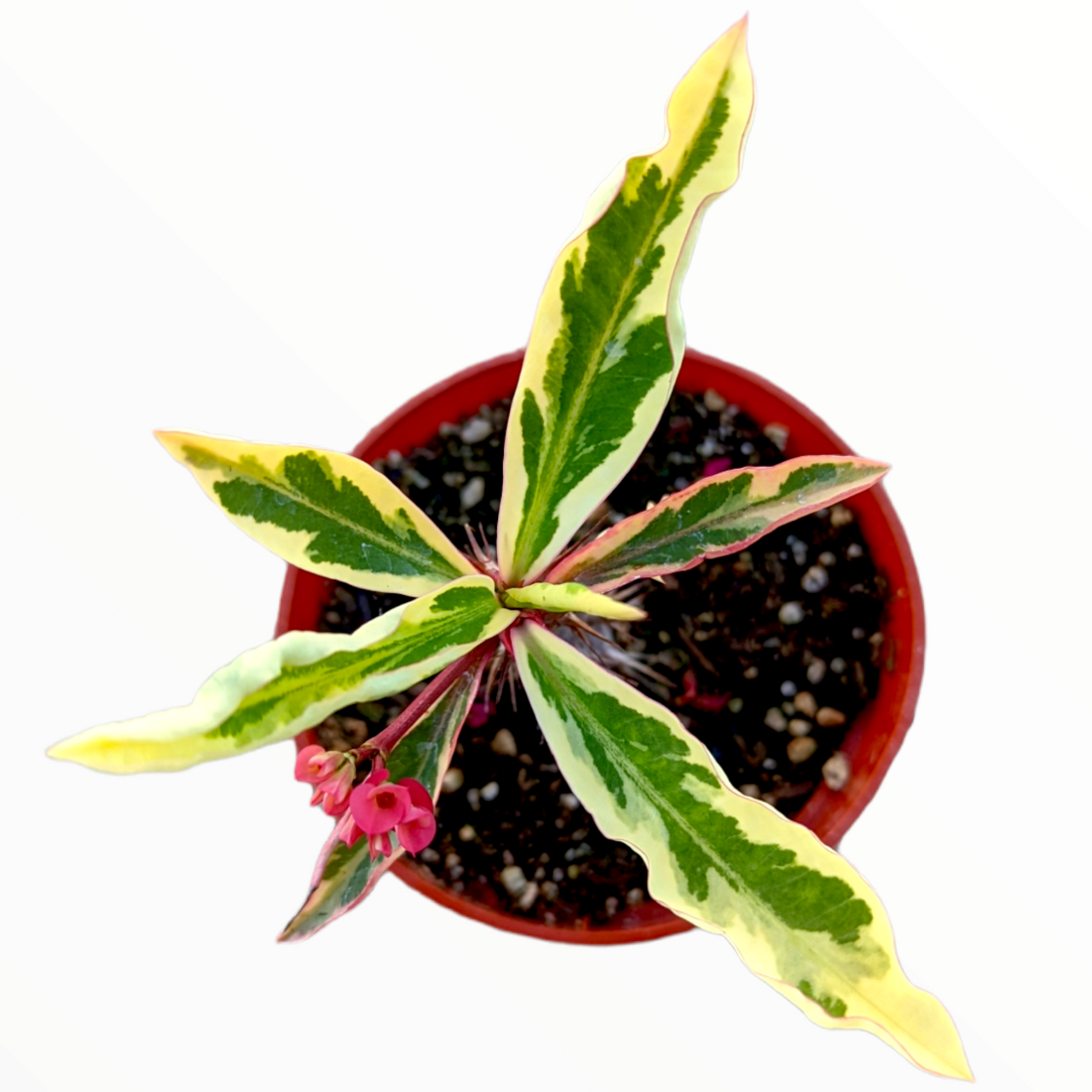 Euphorbia milii 'Fireworks' Crown of Thorns Variegated Red
