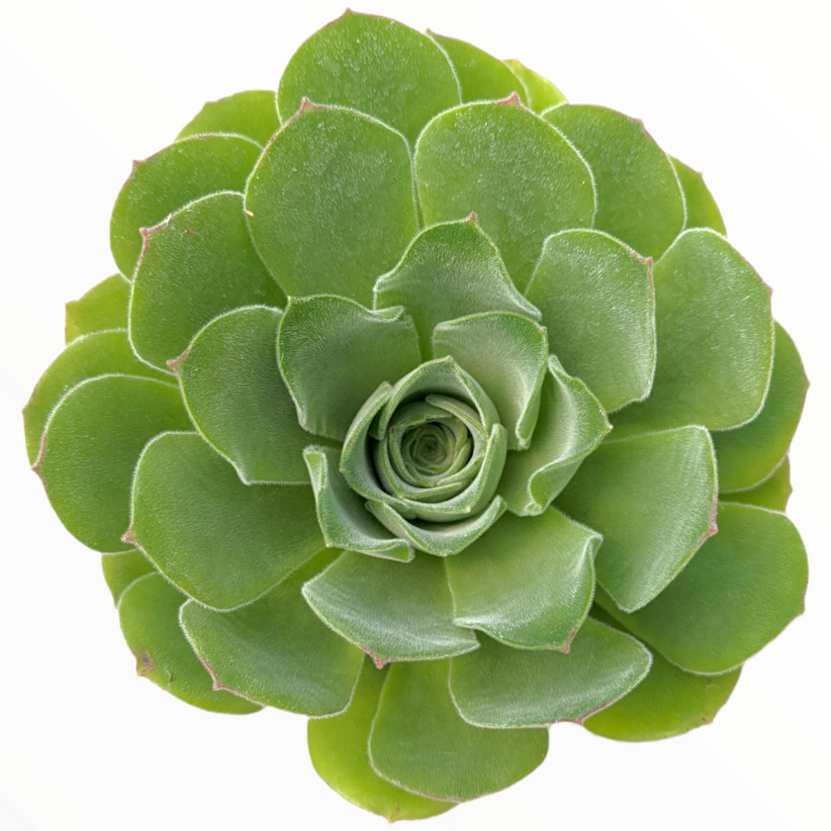 Aeonium canariense var. virgineum