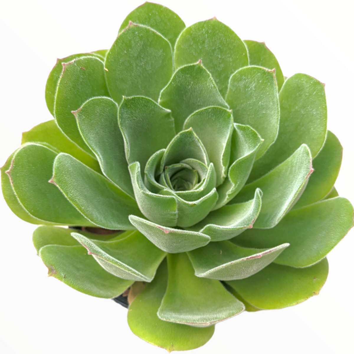 Aeonium canariense var. virgineum