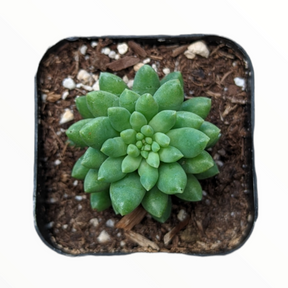 Sedum 'Pink berry'