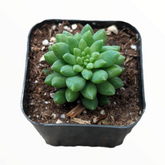 Sedum 'Pink berry'