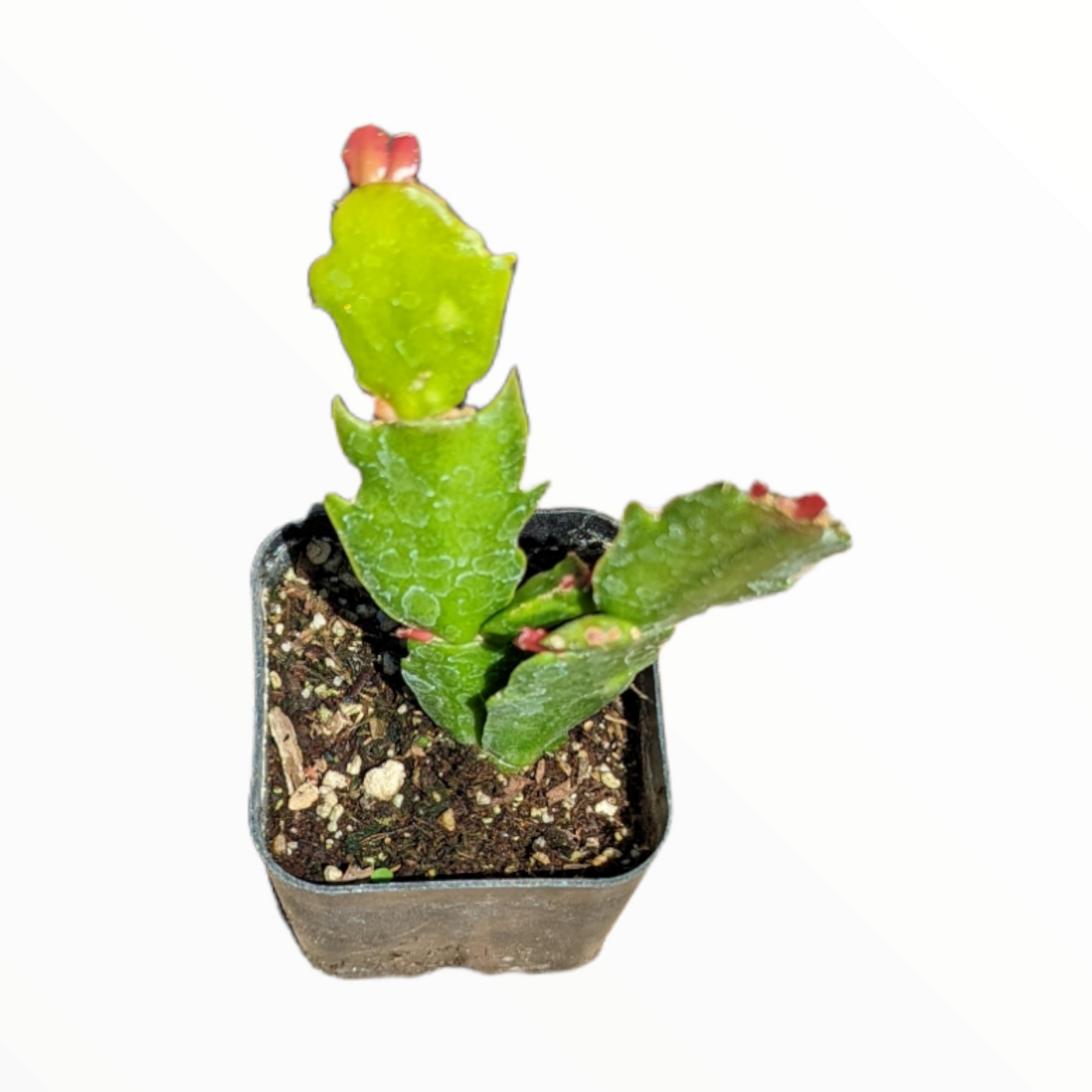 Schlumbergera truncata Thanksgiving Cactus