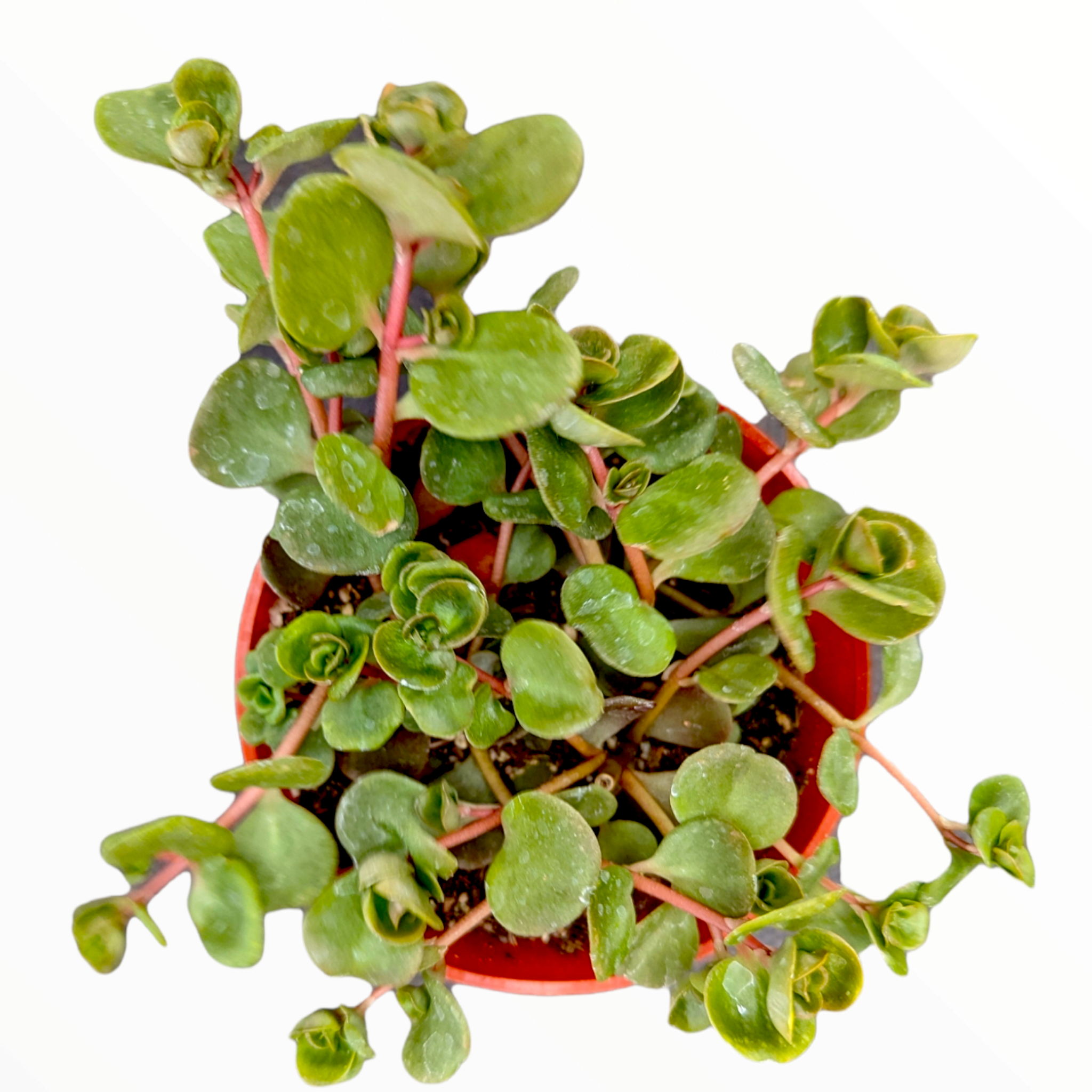 sedum coral reef succulent Sedum tetractinum 'Coral Reef'